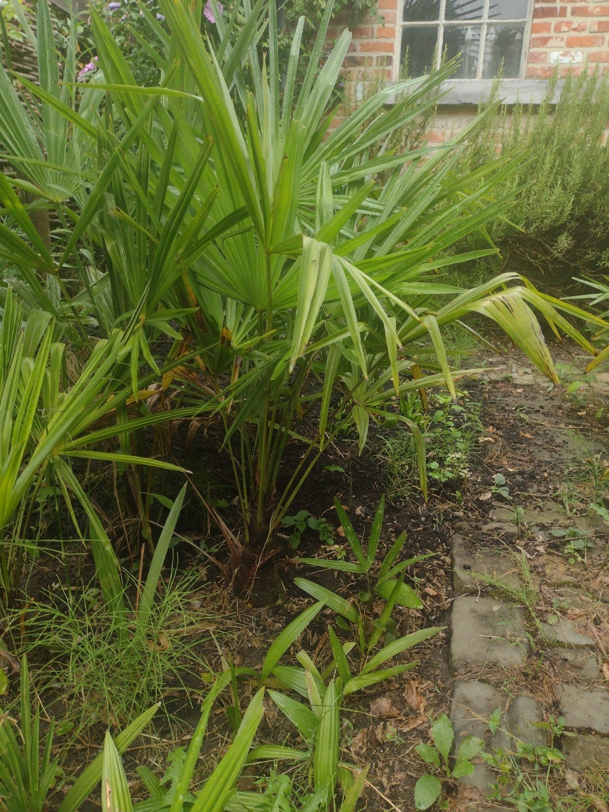 palmboom Fortunae, Ophalen, In pot, Palmboom