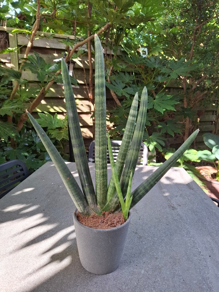 sanseveria, Huis en Inrichting, Ophalen, Overige soorten, In pot, Minder dan 100 cm