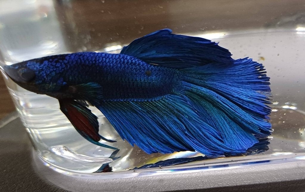 Hobbyaquarium Betta SP Super Delta XL Male / Kempvis, Dieren en Toebehoren, Vis, Zoetwatervis