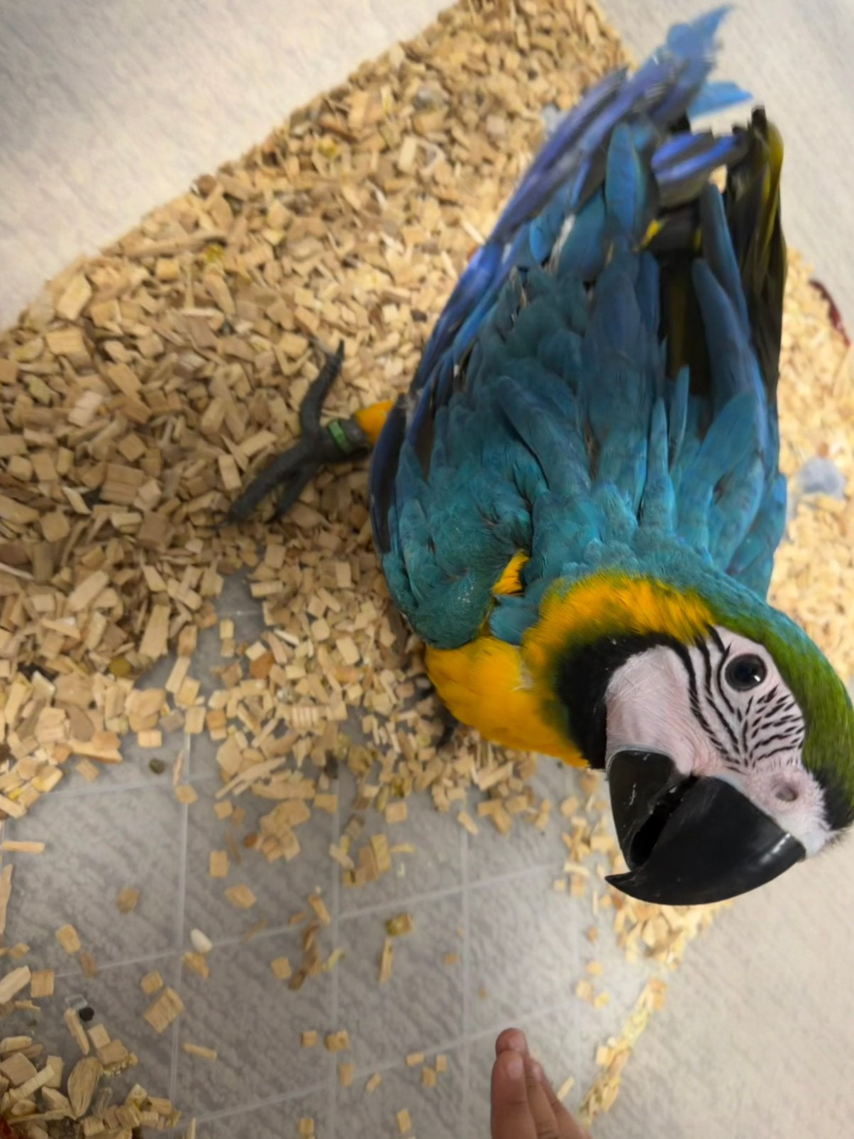 blauw-gele ara baby 12 weken handtam, Domestique