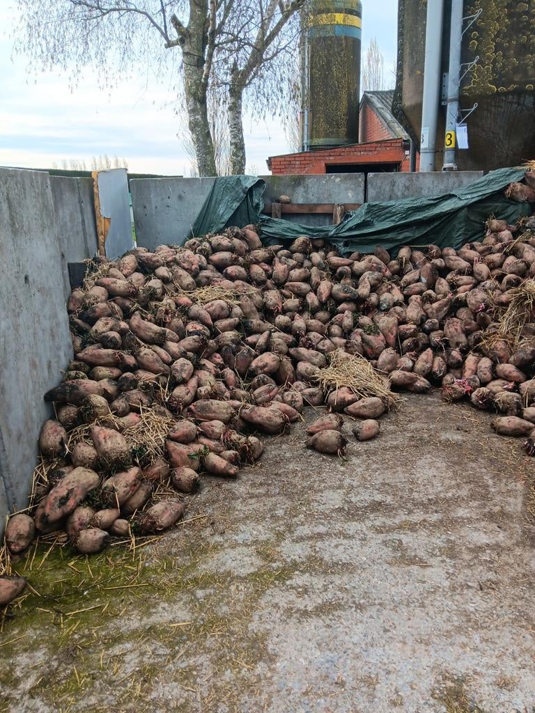 Voederbieten te koop