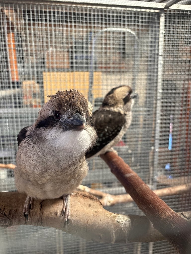 Kookaburra, Animaux & Accessoires, Oiseaux | Oiseaux Autre, Bagué
