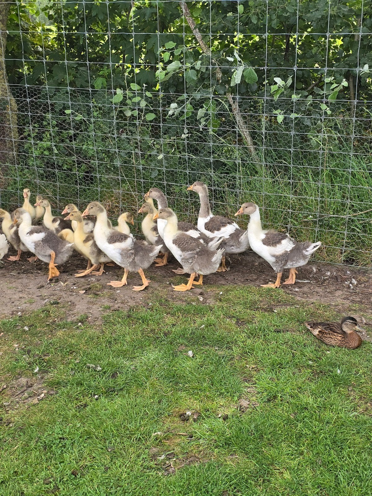Vlaamse ganzen, Meerdere dieren, Gans of Zwaan