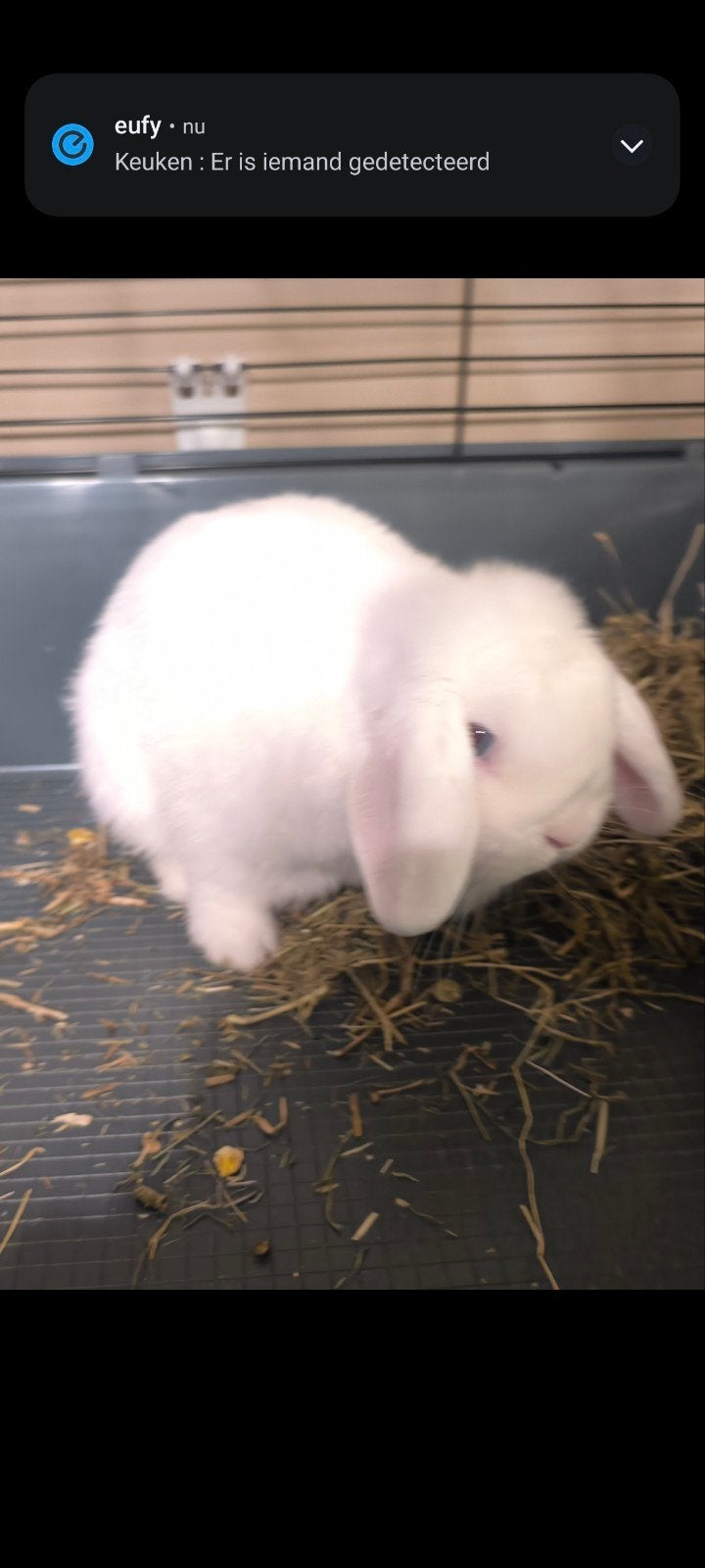 mooie Nederlandse dwerghangoor rammelaar, Dieren en Toebehoren, Konijnen