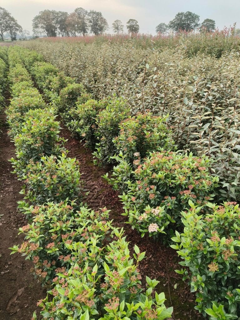 viburnum tinus haagplanten, Enlèvement, Autres espèces, Haie, Moins de 100 cm