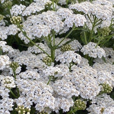 Achillea White Beauty, Ophalen
