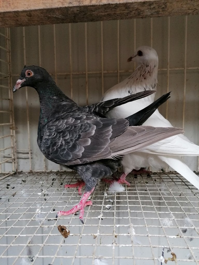 Vleesduiven, Dieren en Toebehoren, Vogels | Duiven, Meerdere dieren, Overige soorten