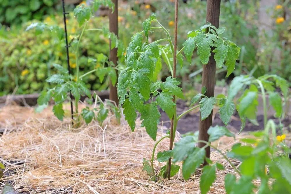 Petits ballots de foin pour paillage Potagers/jardins., Enlèvement