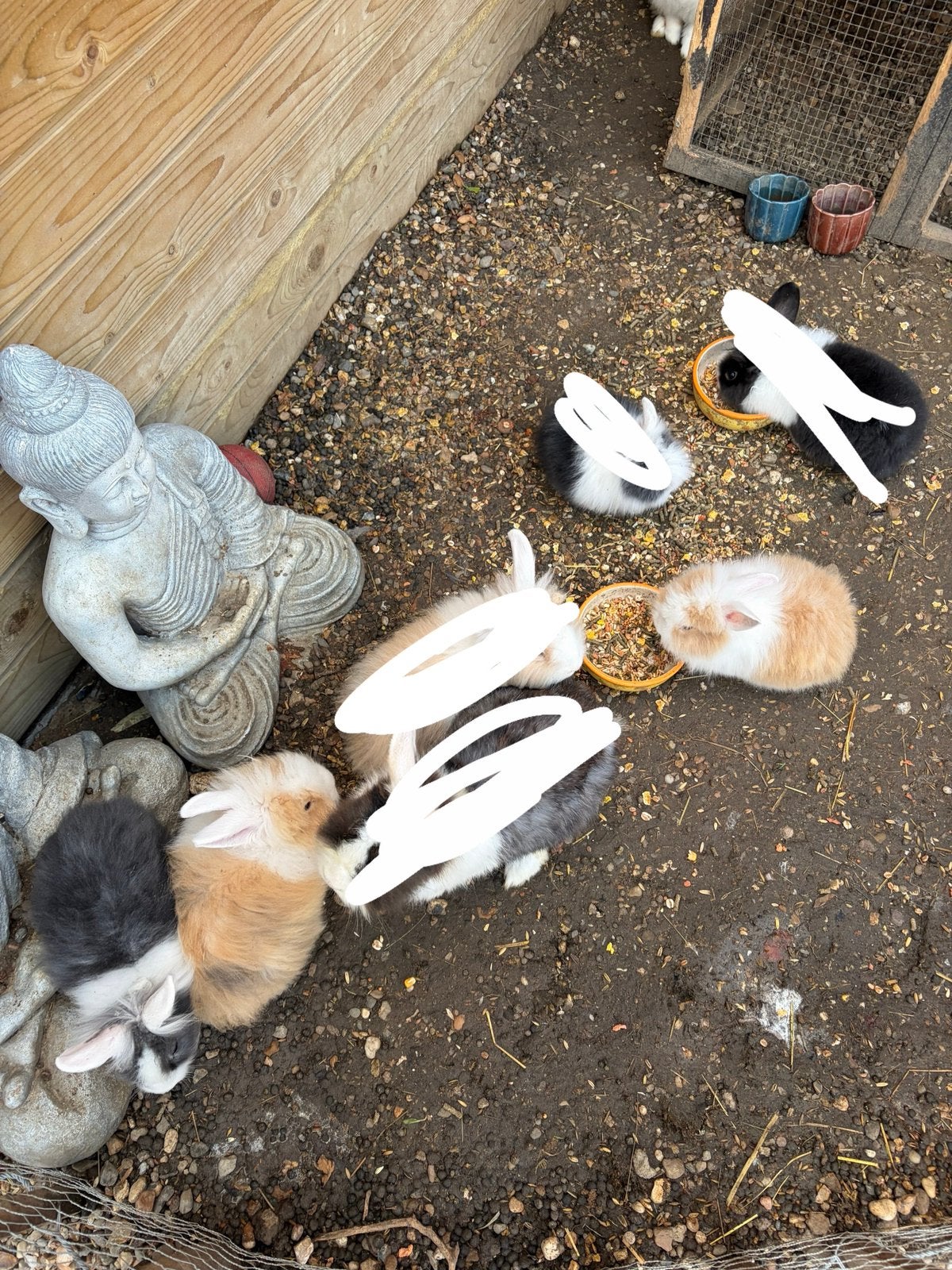 Leeuwenkop konijntjes, Dieren en Toebehoren, Meerdere dieren, Klein, 0 tot 2 jaar