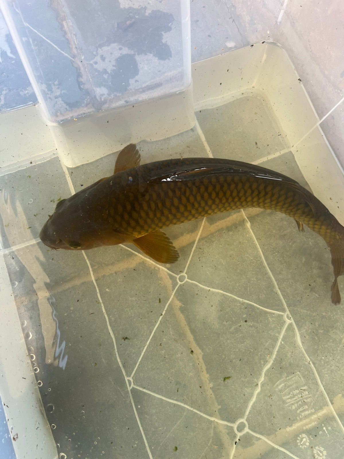 Bruine chagoi 38 cm