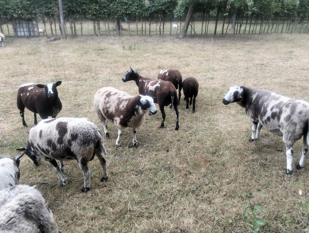GEZOCHT : baggerbonte schapen, Plusieurs animaux, Mouton, 0 à 2 ans