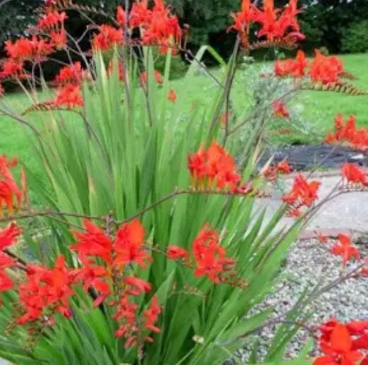 Lucifer bloem wortelknollen, Tuin en Terras, Ophalen