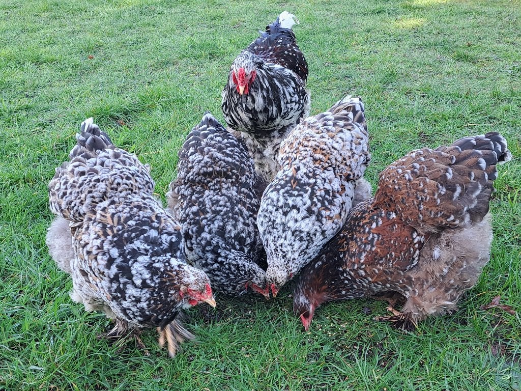 Broedeieren brahma porselein groothoender, Meerdere dieren, Kip