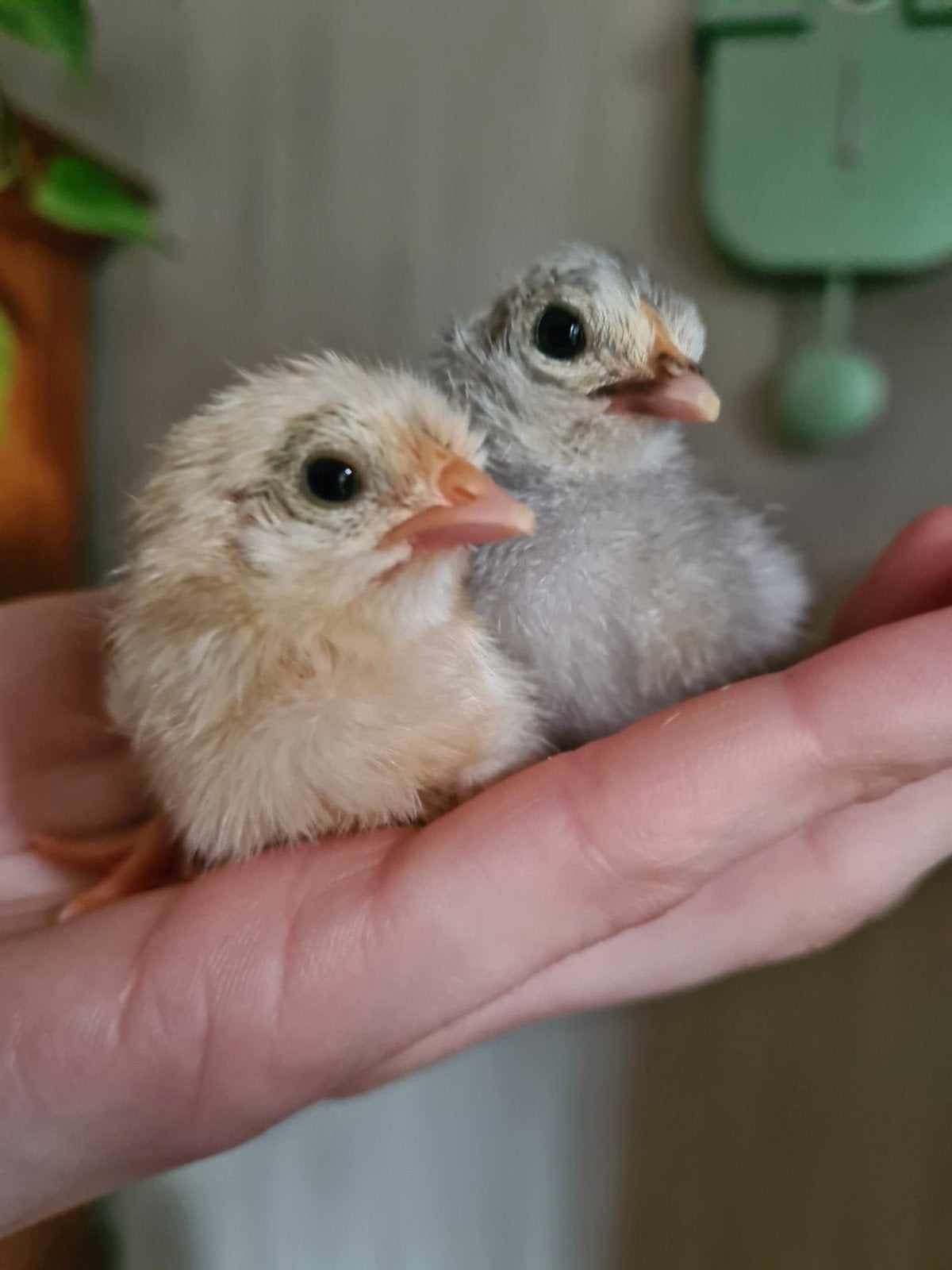 Chabo kriel kuikens, Meerdere dieren, Kip