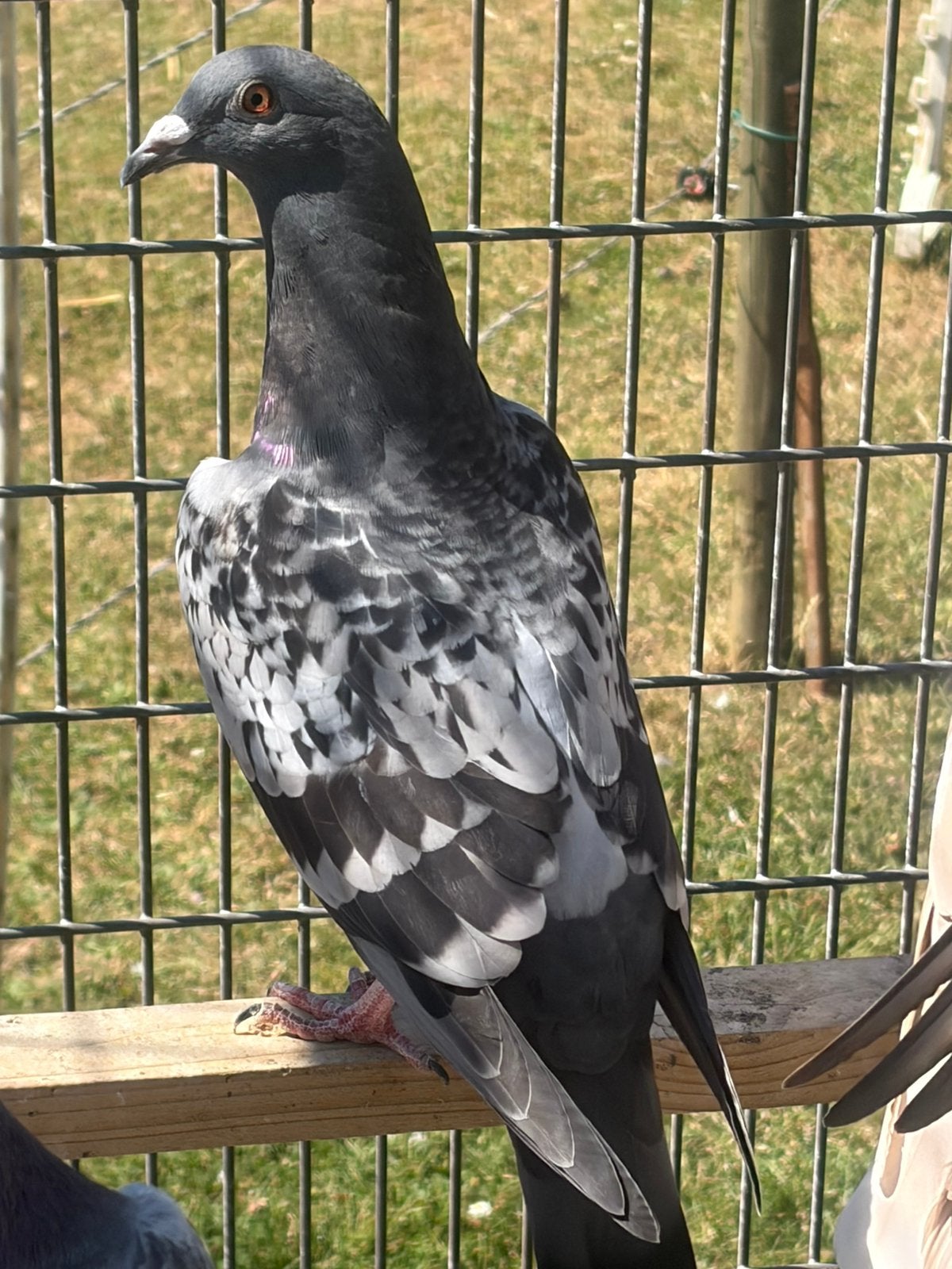 Pigeon voageur, Animaux & Accessoires, Oiseaux | Pigeons, Pigeon voyageur