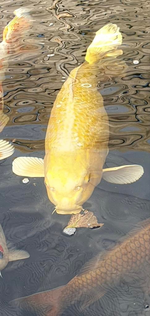 Japanse koi 50+, Dieren en Toebehoren