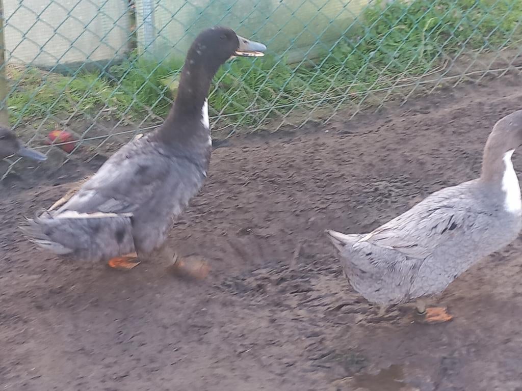 Koppel dendermondse eenden