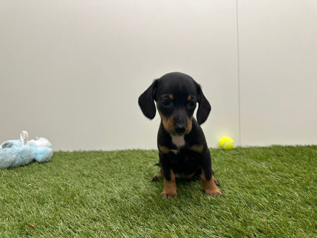 Nestje Gladharige Teckel pups, Dieren en Toebehoren, Parvo, België, 8 tot 15 weken, Korthaar
