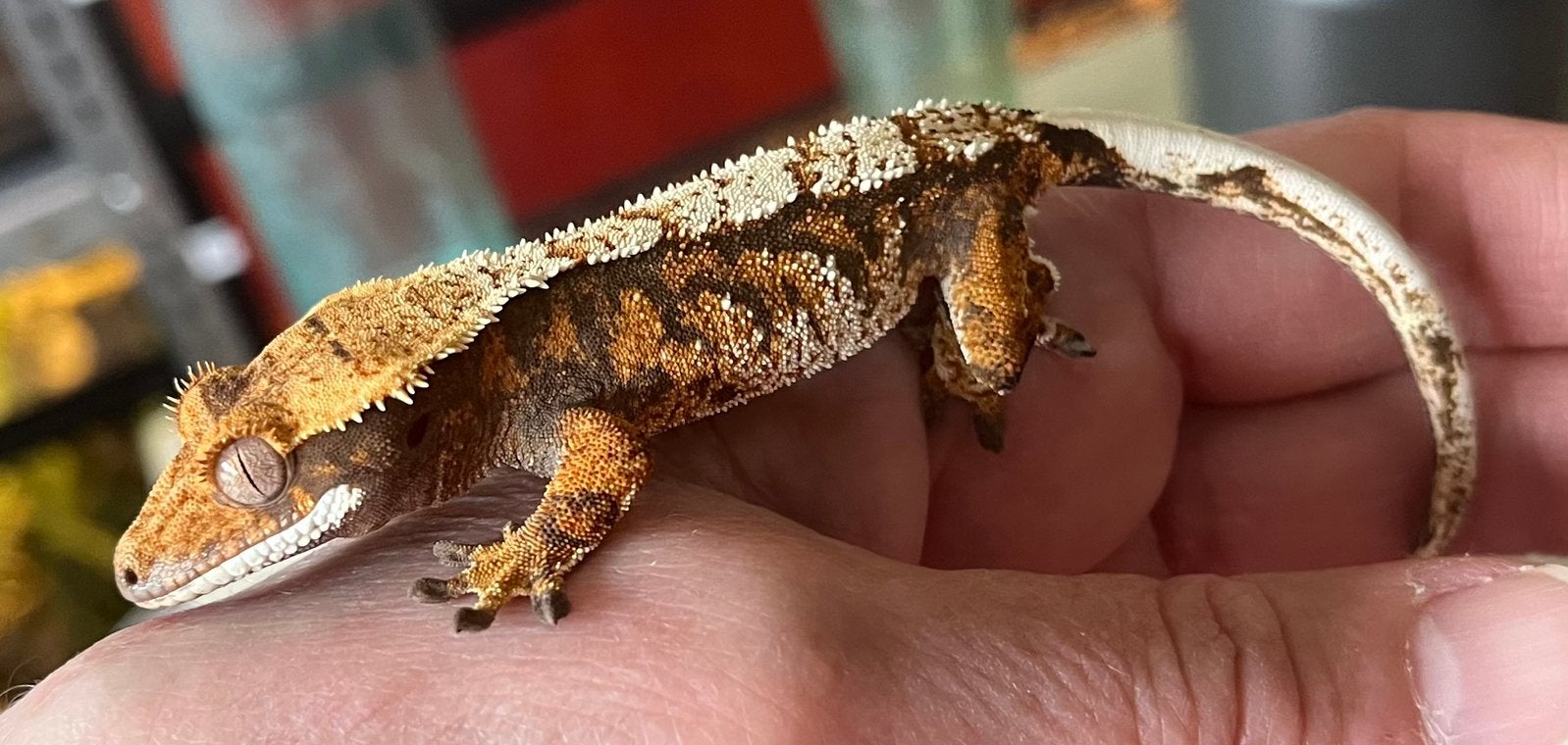 Tricolor extreem harlequin wimpergekko, ciliatus, Dieren en Toebehoren, Reptielen en Amfibieën, Hagedis, Tam, 0 tot 2 jaar
