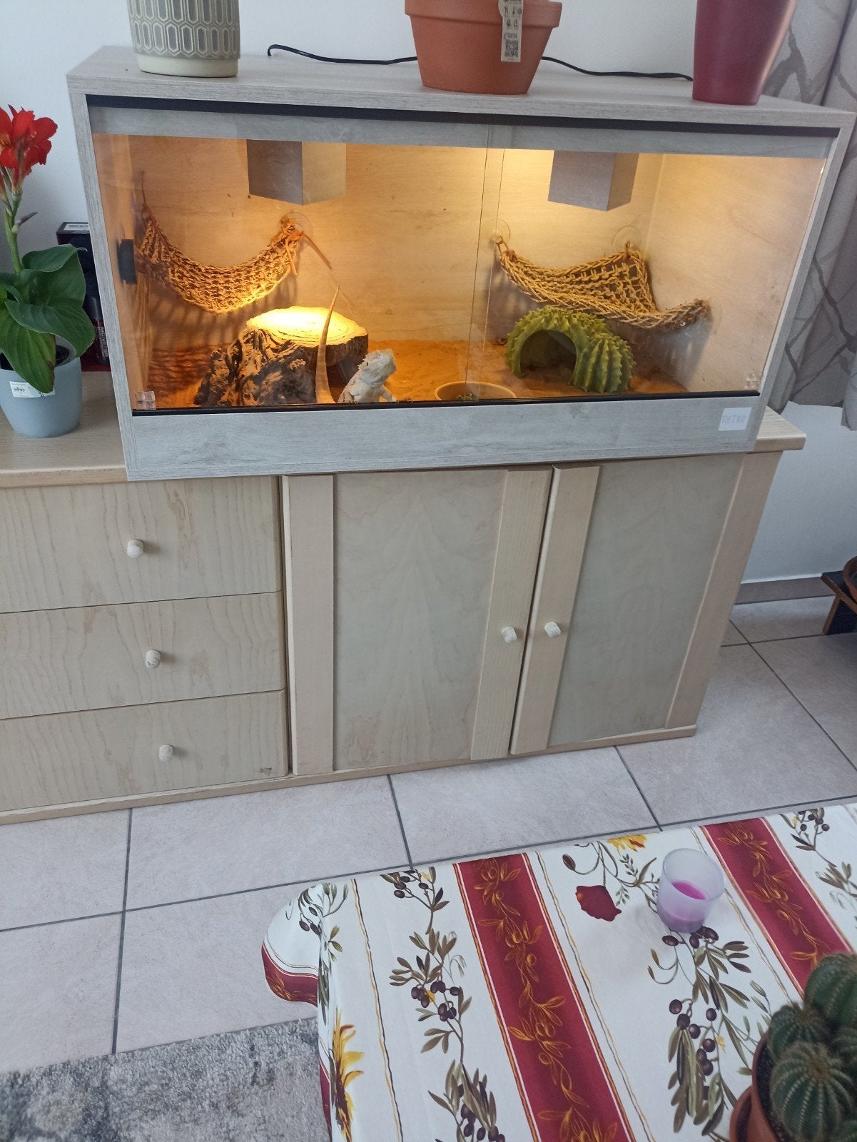 Baardagaam mannetje 1 jaar te koop moet niet met terrarium, Ophalen