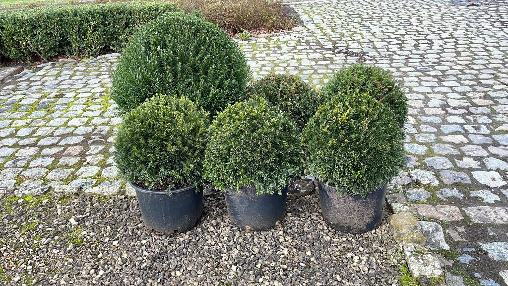 Ilex en taxus bollen, Ophalen, Taxus, Struik