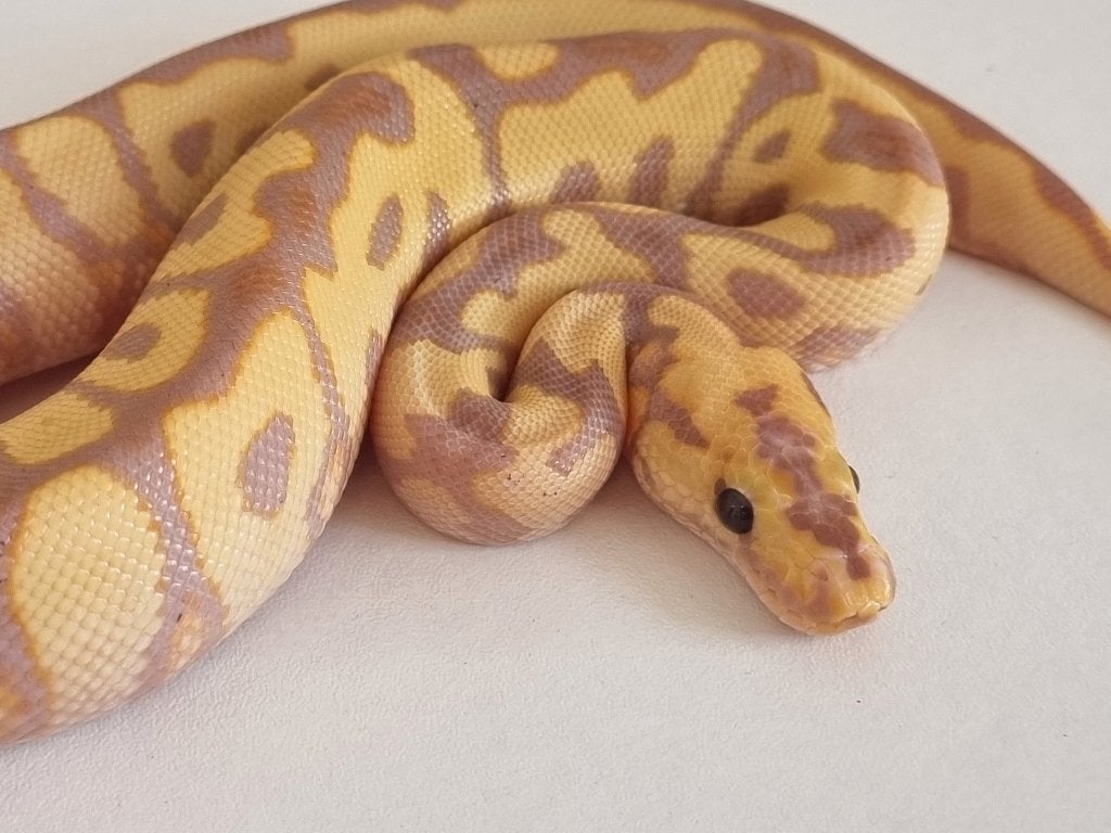 1.0 banana (od) spotnose clown koningspython python regius
