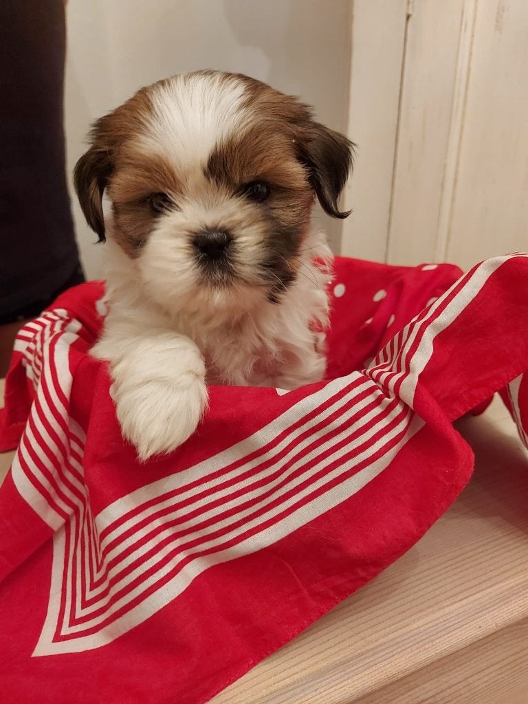 Shih Tzu pups, Dieren en Toebehoren, Honden | Chihuahua's en Gezelschapshonden, België, Overige rassen, CDV (hondenziekte), 8 tot 15 weken