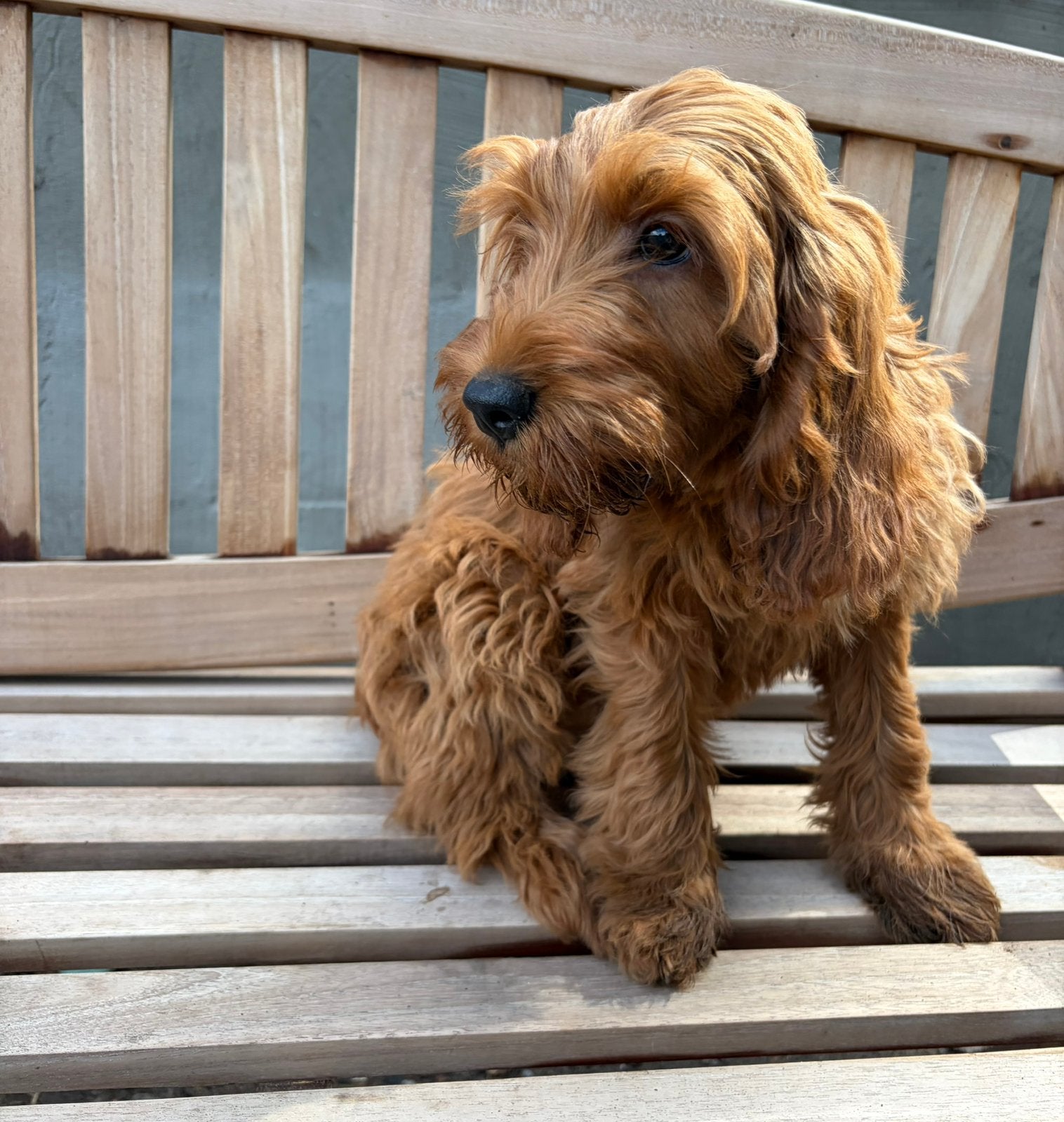 Abrikoos cockapoo teefje, Dieren en Toebehoren, Honden | Retrievers, Spaniëls en Waterhonden, België, 15 weken tot 1 jaar, Overige rassen