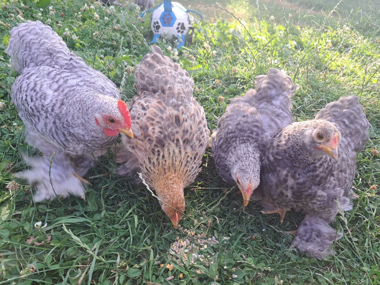 Cohin kriel, Dieren en Toebehoren, Pluimvee