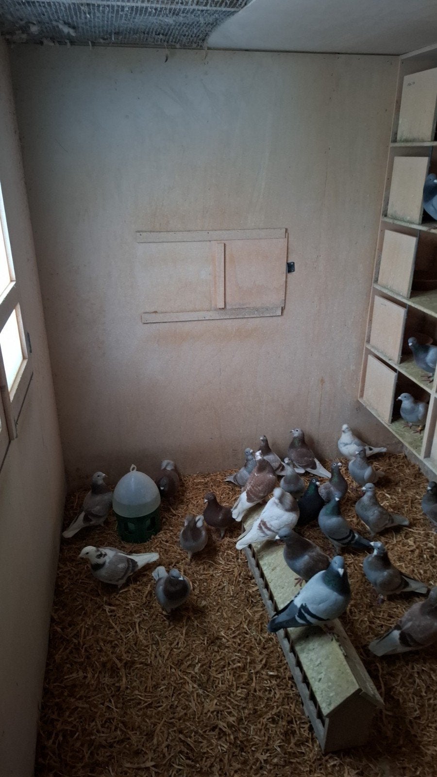 Een 6 tal duivinnen snelheid tot halve fond, Dieren en Toebehoren