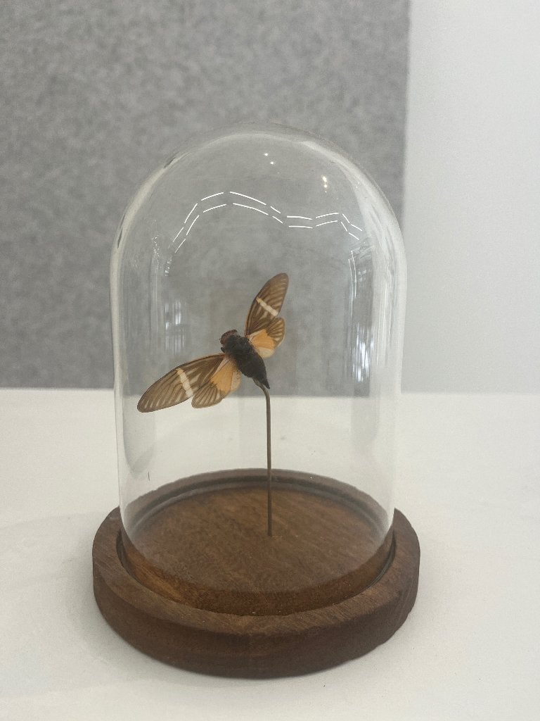 Taxidermie Cicade, Dieren en Toebehoren, Overige soorten