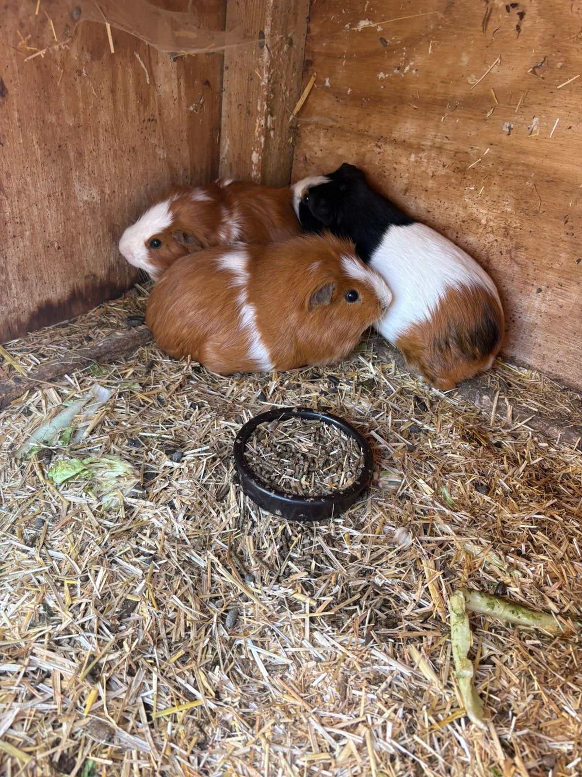 Cavia beertjes, Animaux & Accessoires, Rongeurs, Mai, Mâle, Domestique