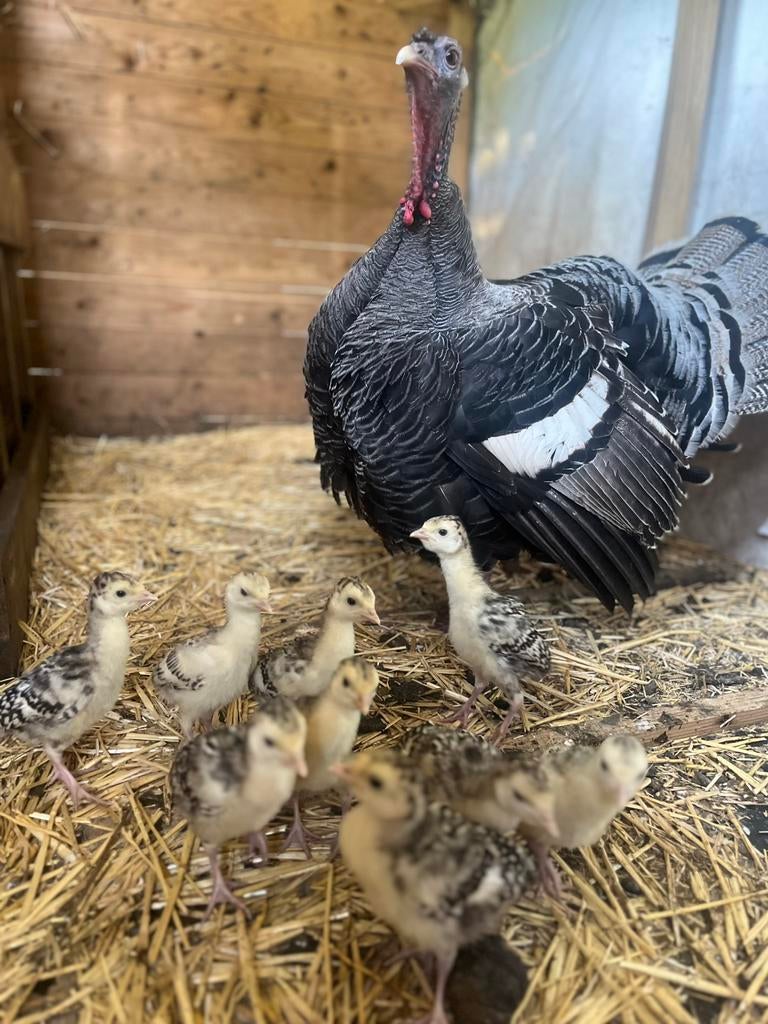 Ronqiuere kalkoen, Dieren en Toebehoren, Pluimvee, Kalkoen