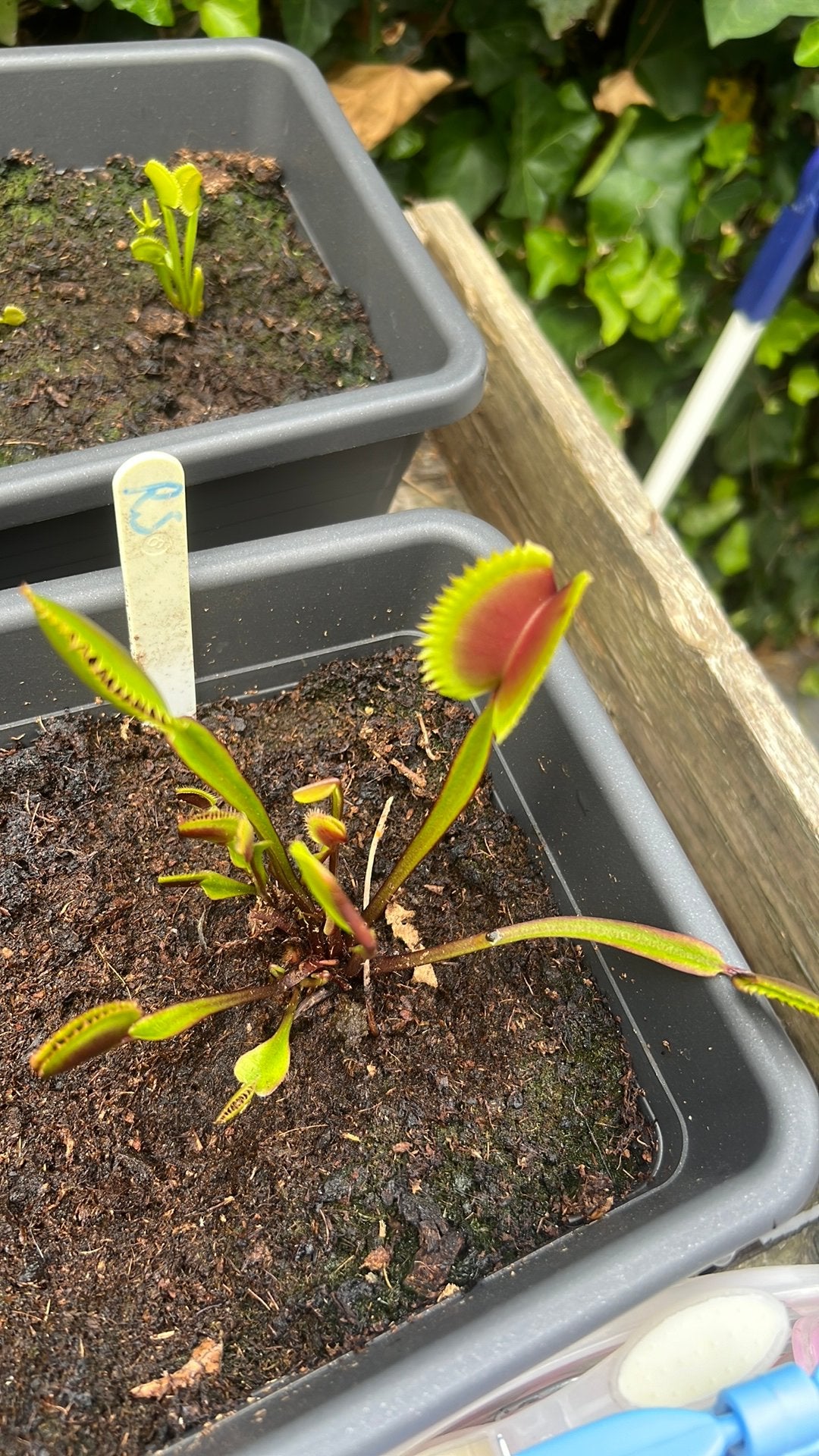 dionaea muscipula 'red sawtooth', Ophalen of Verzenden