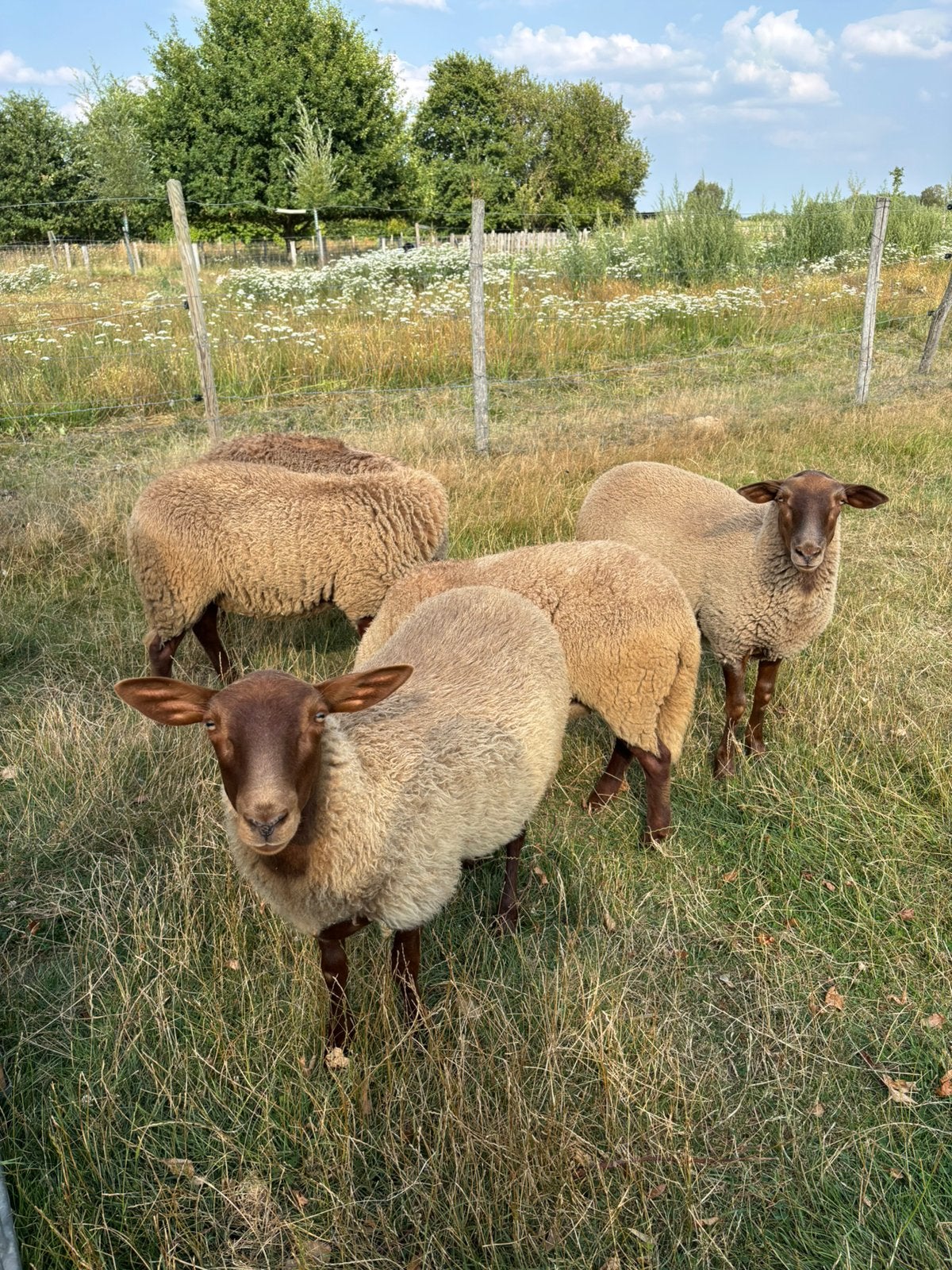Ardense voskop ramlam, Dieren en Toebehoren, Schapen, Geiten en Varkens, Mannelijk, Schaap, 0 tot 2 jaar