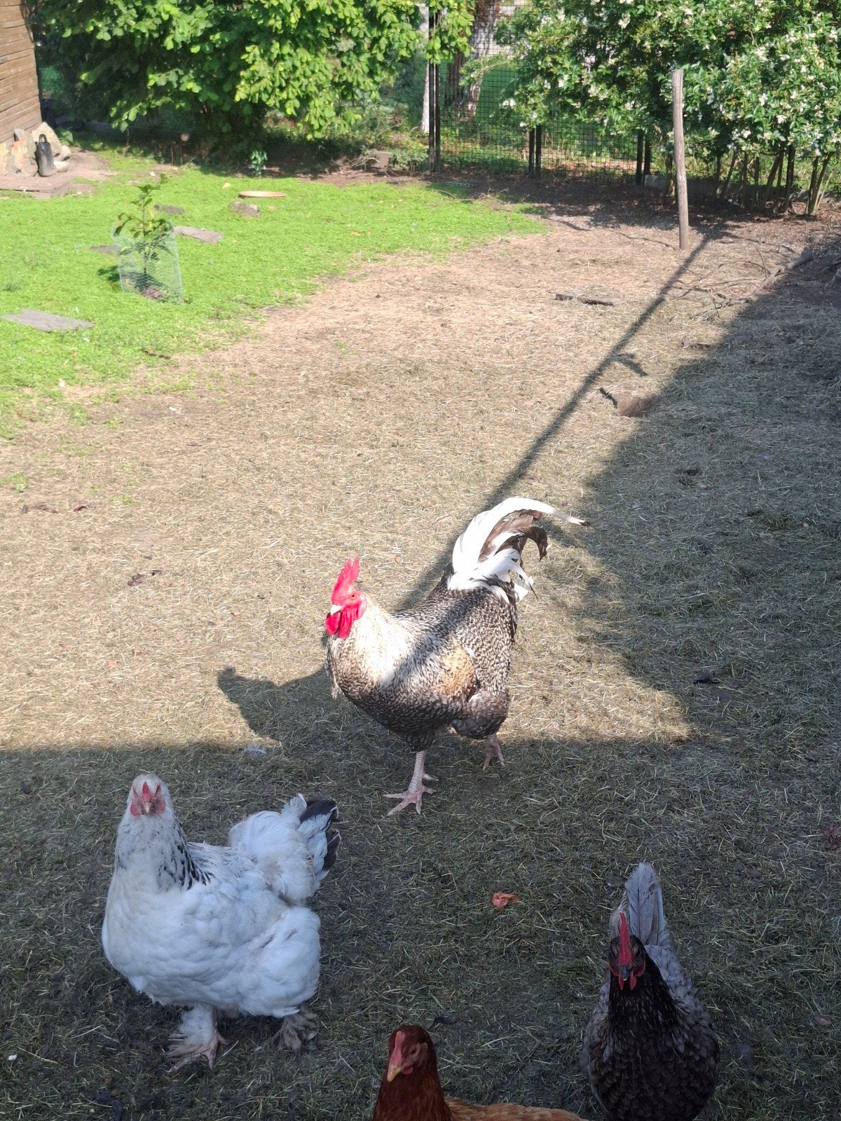 Haan Mechels koekoek (niet voor de slacht), Dieren en Toebehoren, Pluimvee