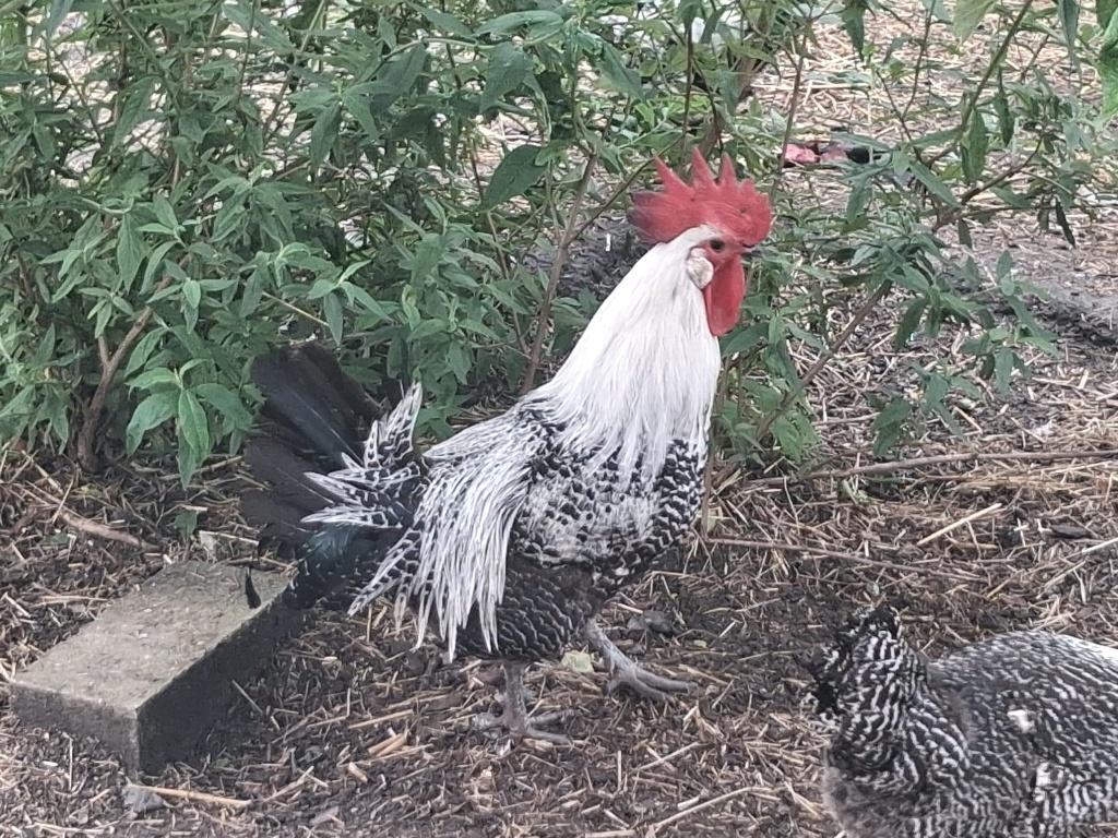 Zilverbrakel haan, Mâle, Poule ou poulet
