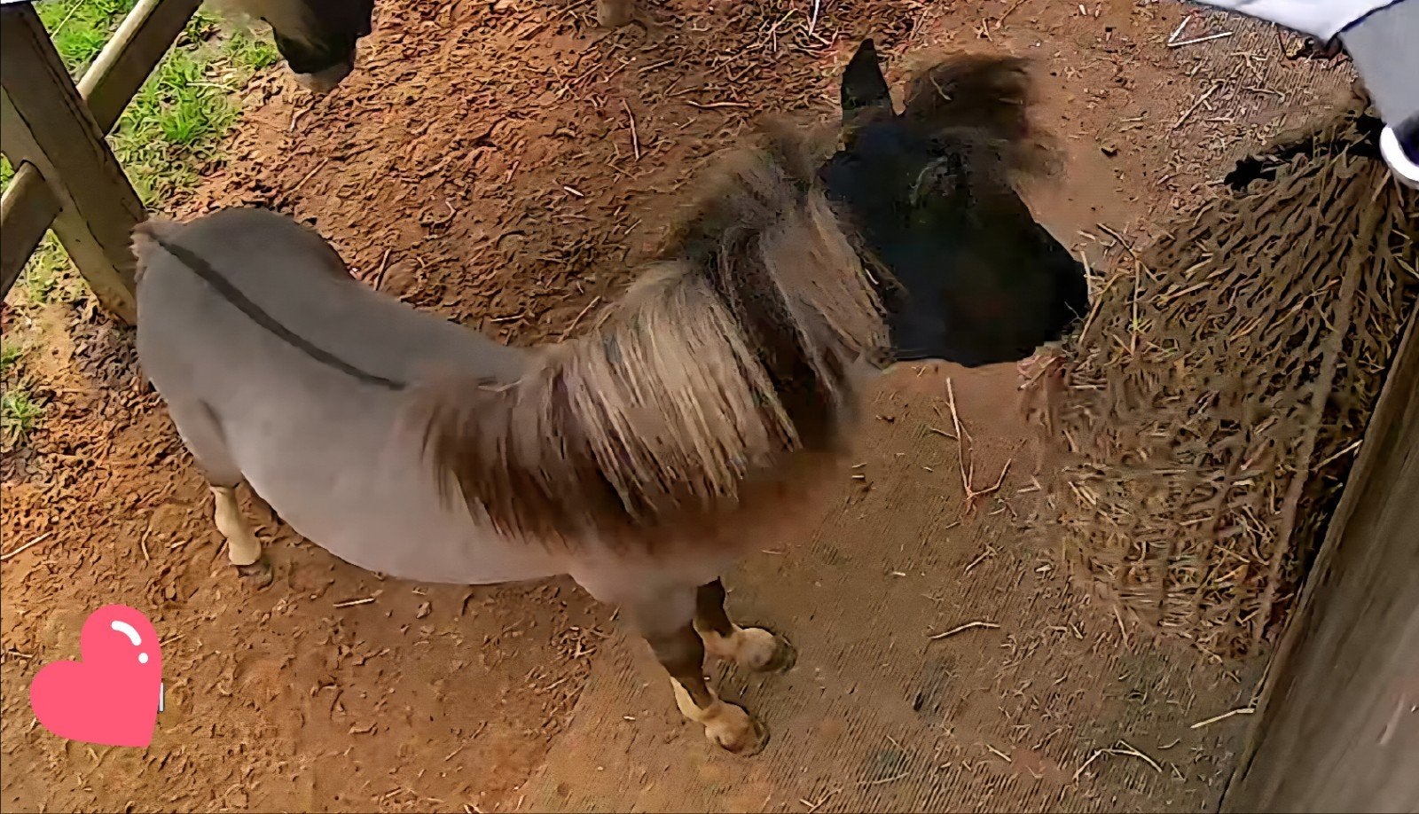 Mini shetlander luxe type met aalstreep, Étalon, Poney A (jusqu'à 1.17 m), Avec pedigree
