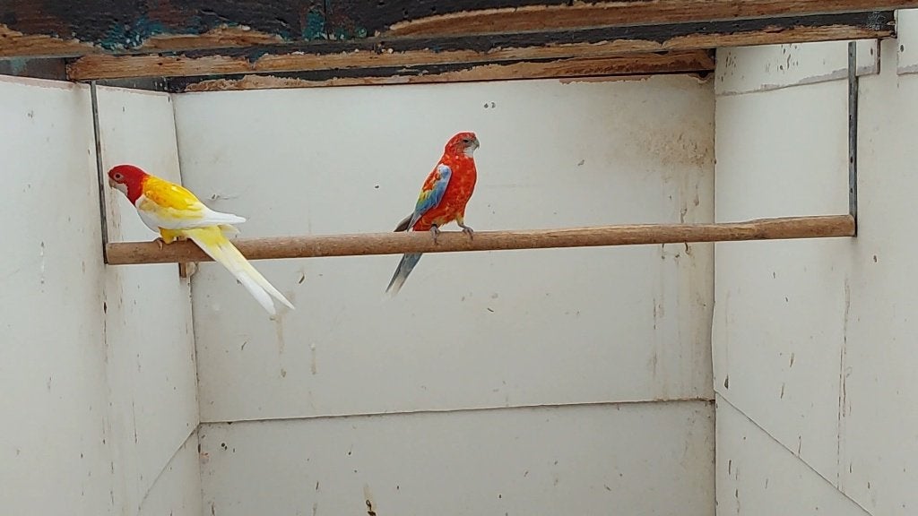 Kwkoppel rosellas, Dieren en Toebehoren, Vogels | Parkieten en Papegaaien, Parkiet, Geringd