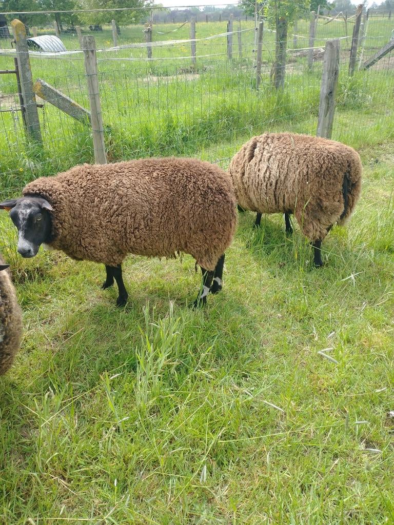 Te koop 2 zwaare vrouwelijke schapen bieden vanaf 225€ stuk