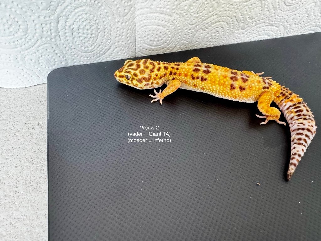 Luipaardgekko vrouw tangerine, Hagedis, 0 tot 2 jaar