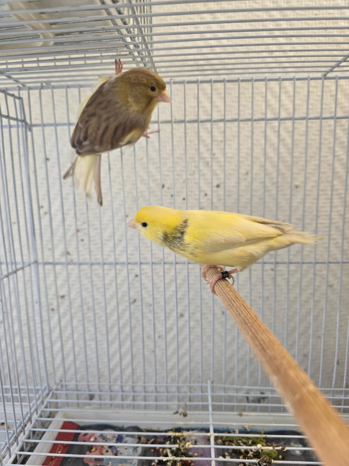 Couple canari 35€, Animaux & Accessoires