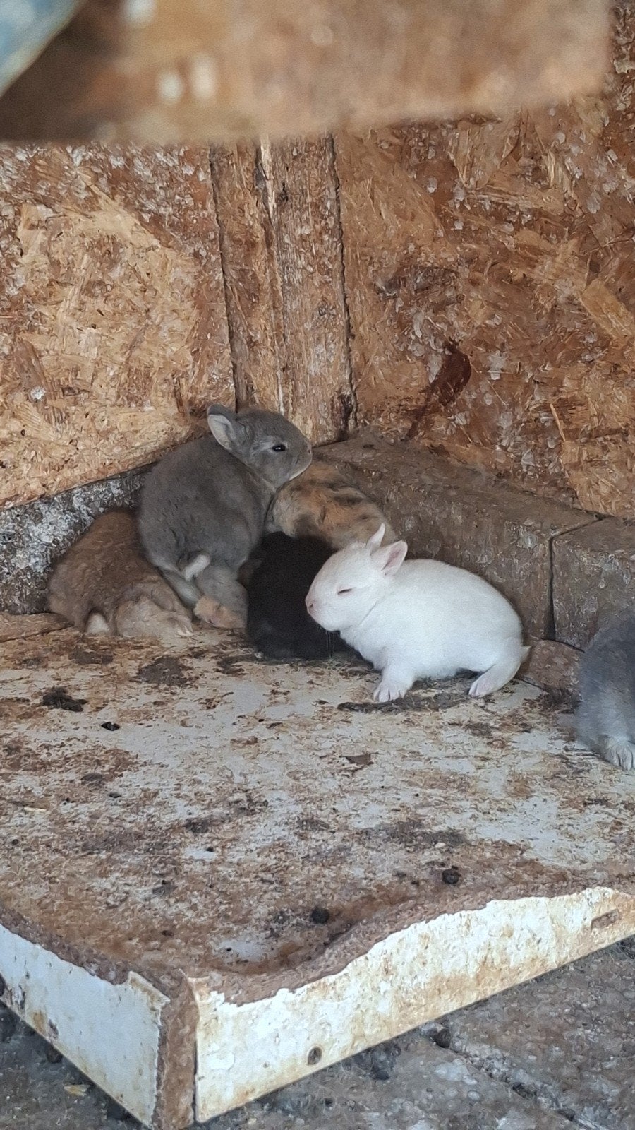 baby dwergkonijn te koop, Dieren en Toebehoren, Konijnen, Meerdere dieren, Dwerg, 0 tot 2 jaar