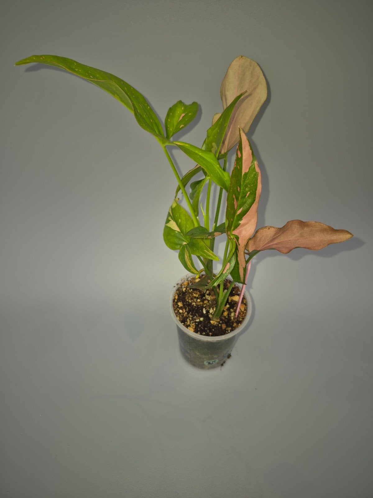 Red spot syngonium, Enlèvement ou Envoi
