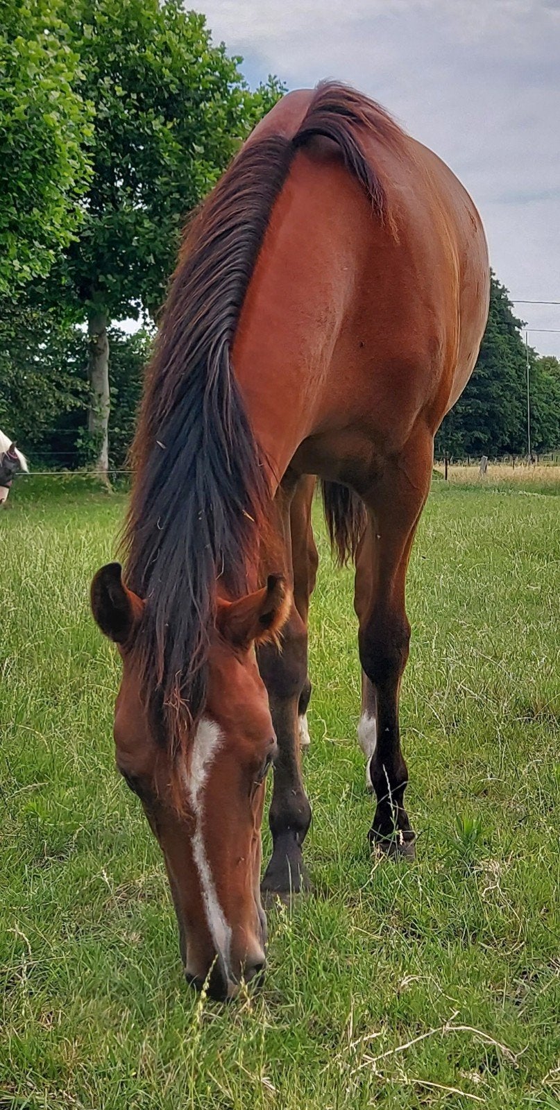 Jaarling paint merrie, Dieren en Toebehoren, Paarden, Merrie, Minder dan 160 cm, Met stamboom, 0 tot 2 jaar