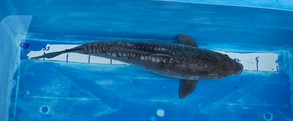 Doitsu ochiba 50cm, Dieren en Toebehoren