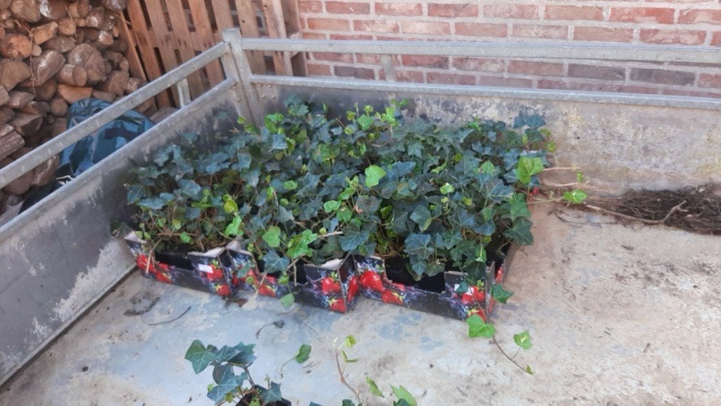 Hederaplanten (klimop)te koop, Ophalen, Bloeit niet, Vaste plant, Bodembedekkers
