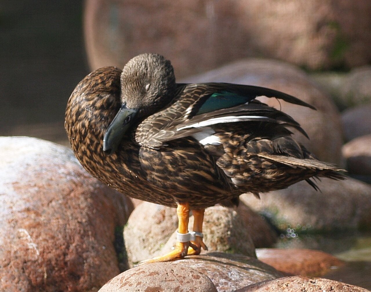 GEZOCHT: Mellers eenden, Animaux & Accessoires, Volatiles, Plusieurs animaux, Canard