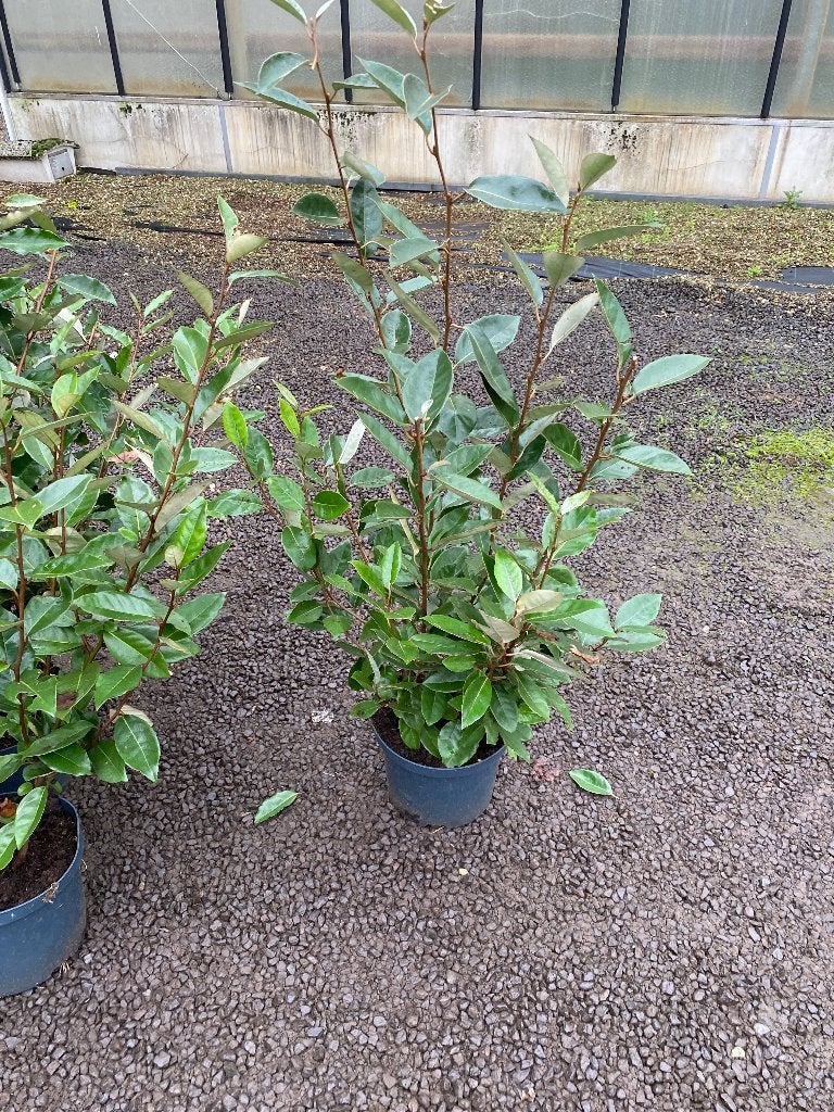 Saule olivier (Elaeagnus Ebbingei), Enlèvement, Arbuste