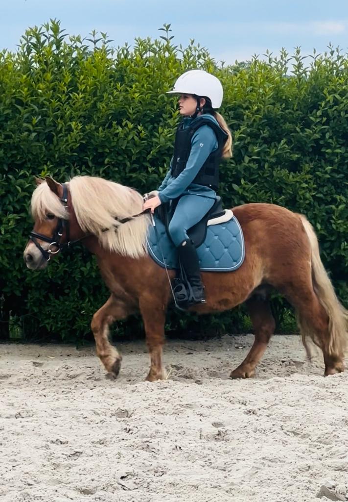Knappe en lieve bereden shetlander ruin, Dieren en Toebehoren, Pony's, Ruin, Zadelmak, A pony (tot 1.17m), Recreatiepony, 3 tot 6 jaar